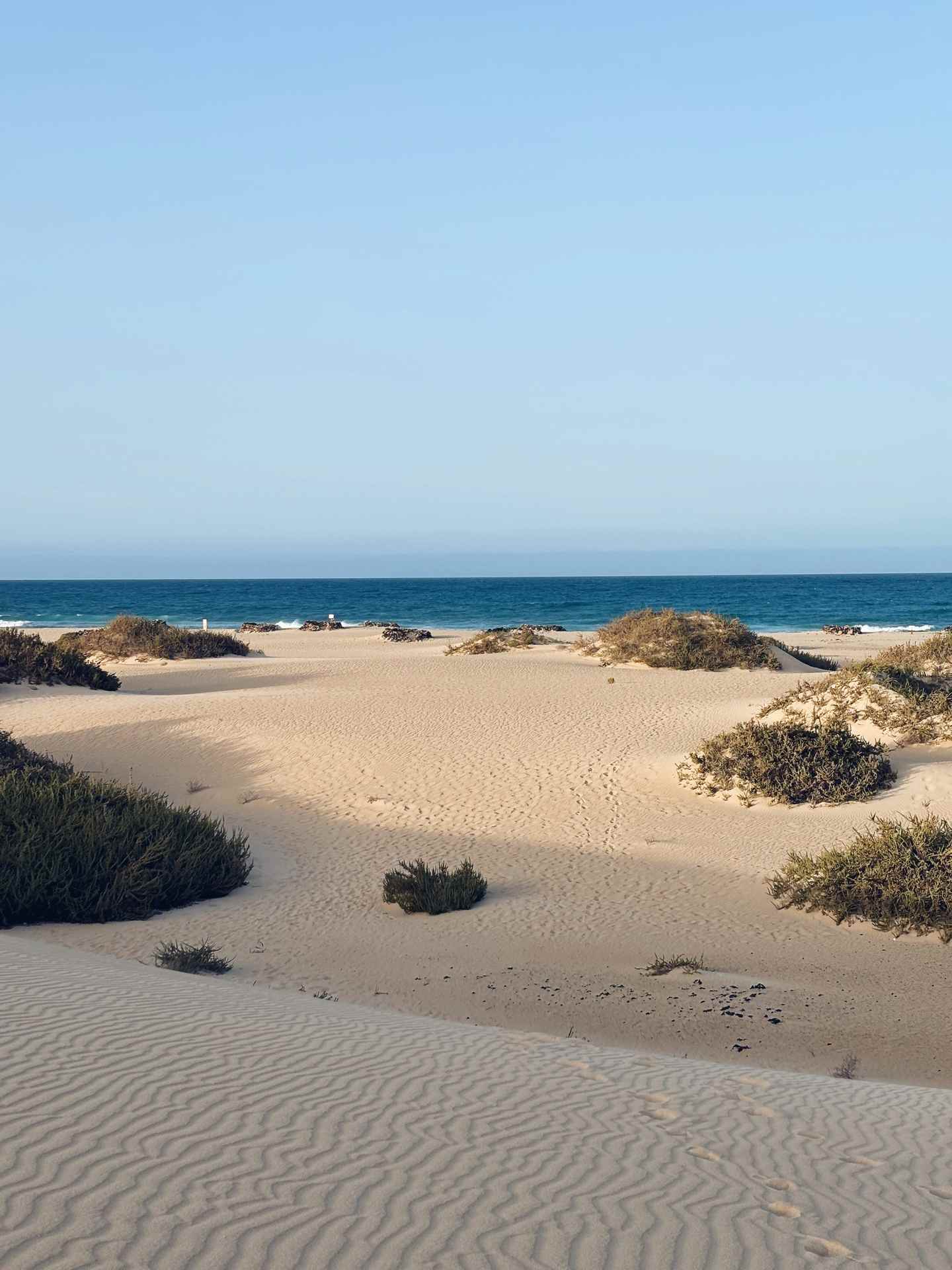 Sanddünen mit vereinzelten Sträuchern vor dem Meer